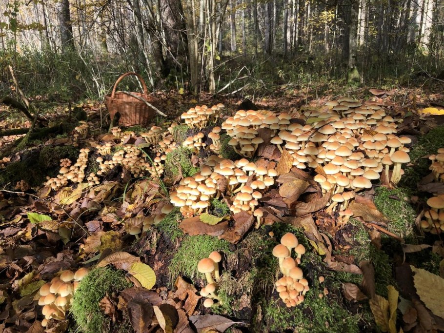 Карта грибника Ленинградской области