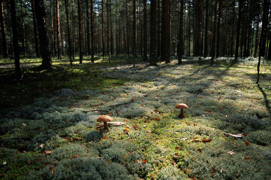 Cortinarius brunneus