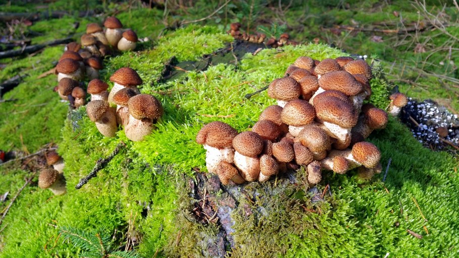 Белые грибы в Подмосковье