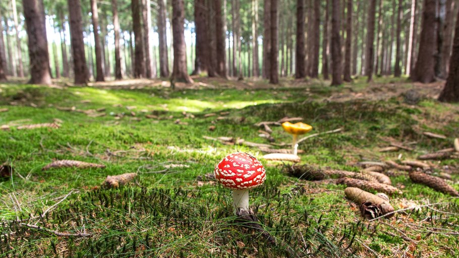 Мухомор amanita muscaria