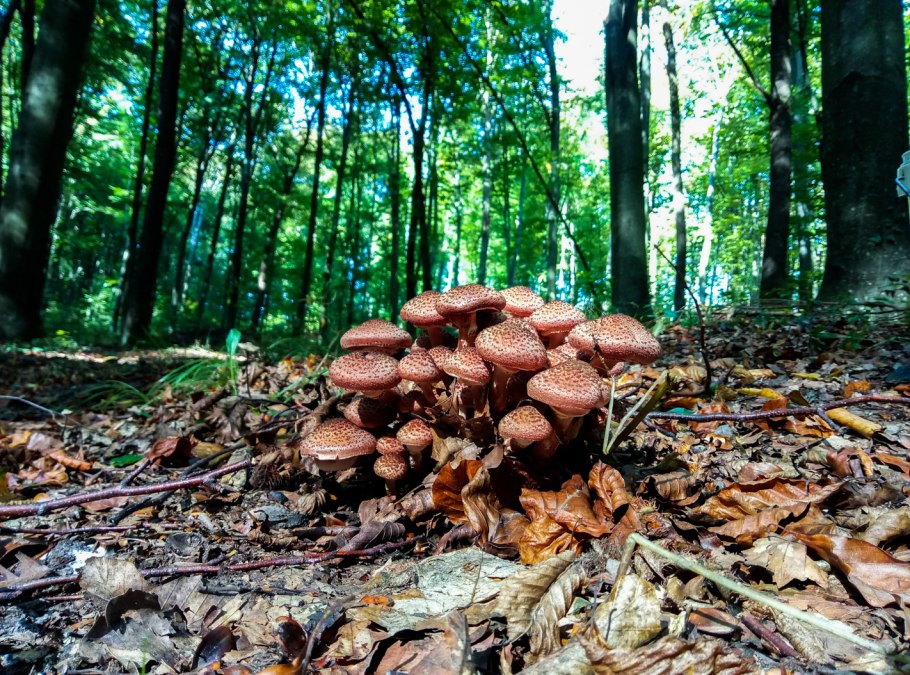 Карта грибных мест Подмосковья