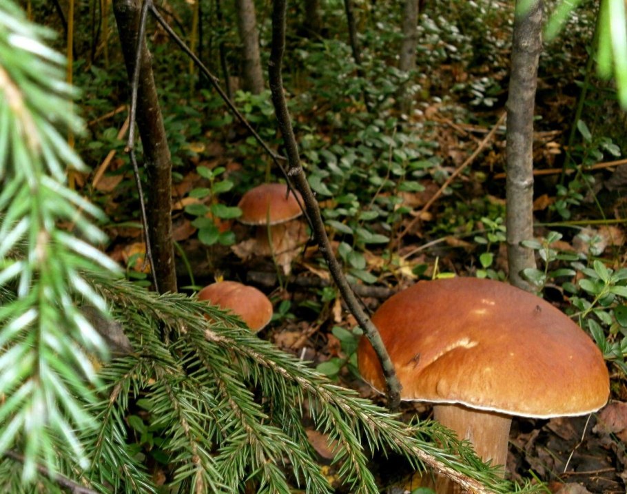 Боровик еловый и Сосновый