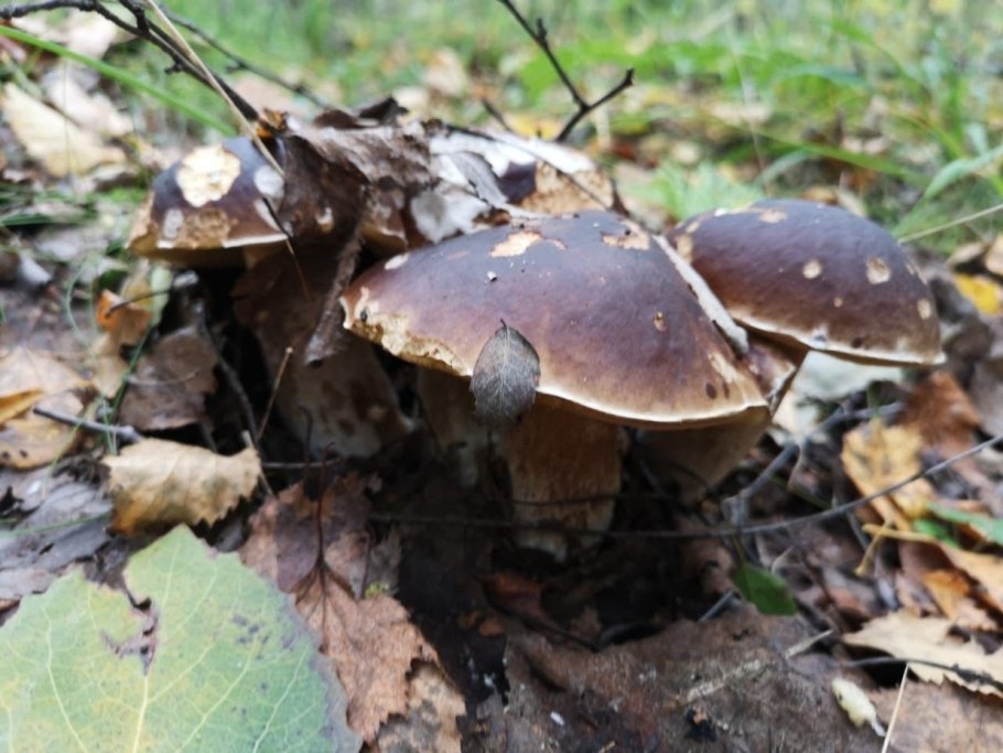 Съедобные грибы в хвойном лесу