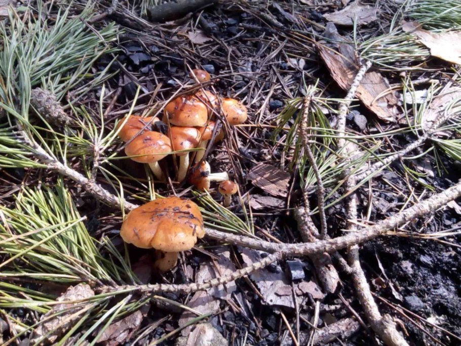 Польский гриб Поляна