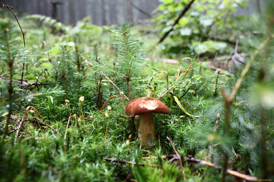 Опята на пеньке