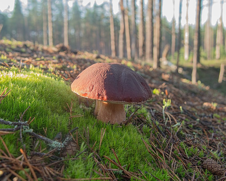 Подосиновик в хвойном лесу