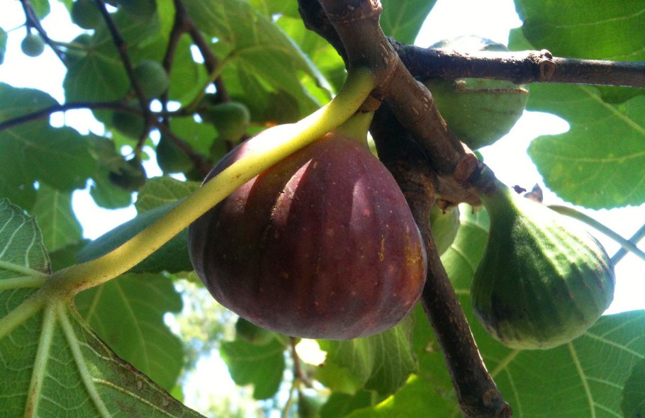 Инжир – Ficus carica l.