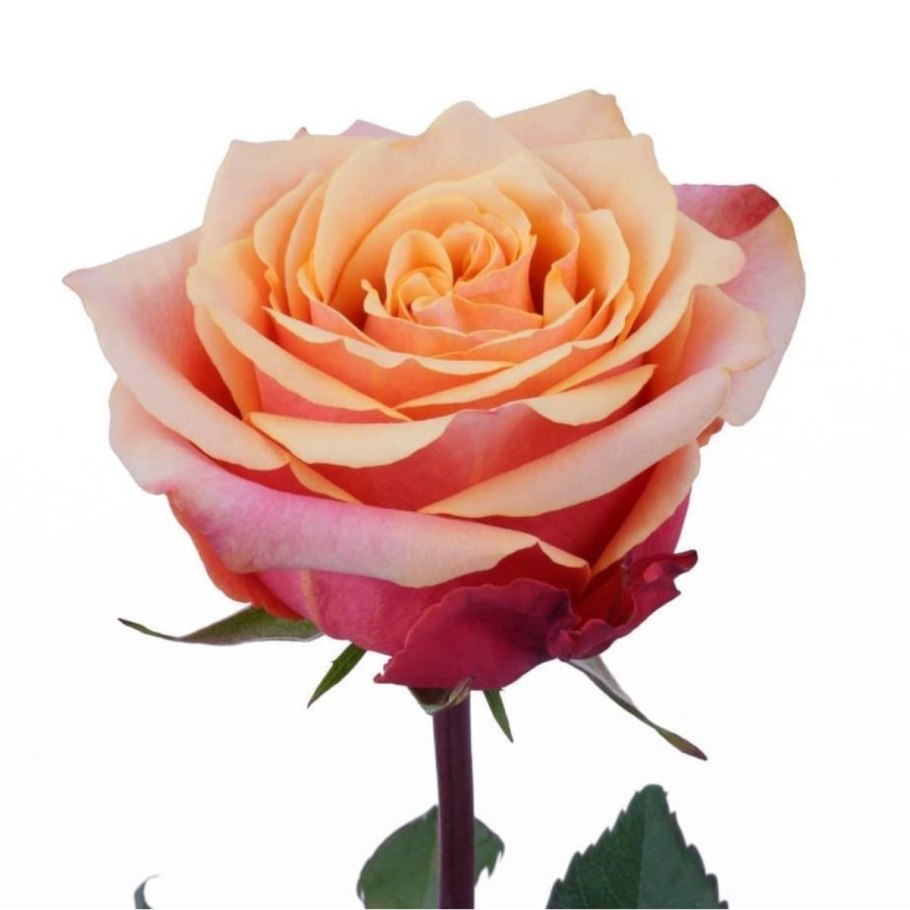 Роза черри бренди энциклопедия роз