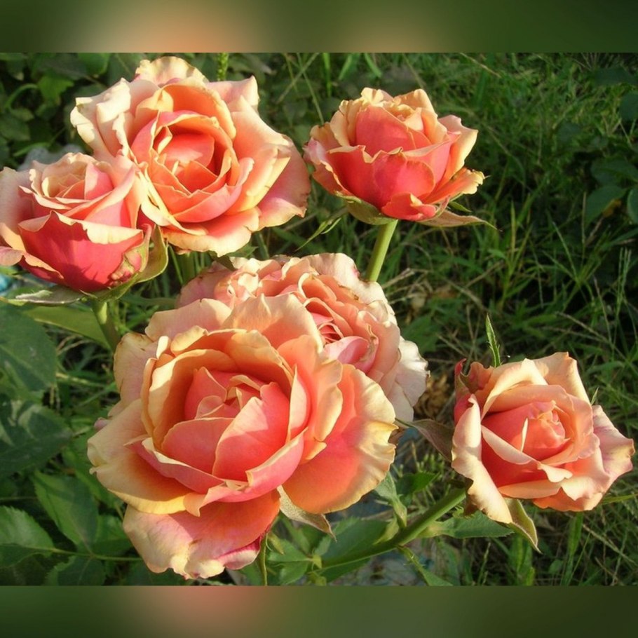 Cherry Brandy 85 роза