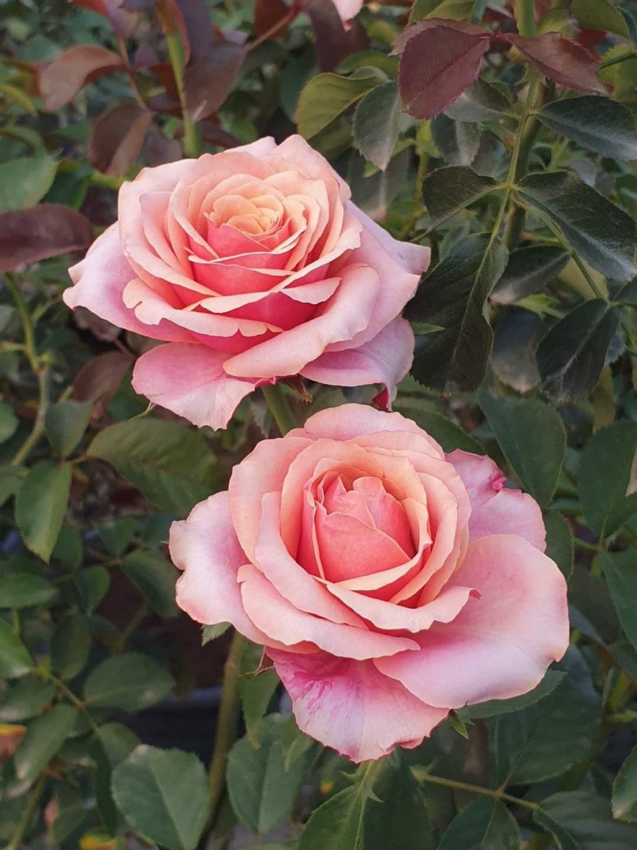 Роза чайно-гибридная (Rosa Cherry Brandy) Окс