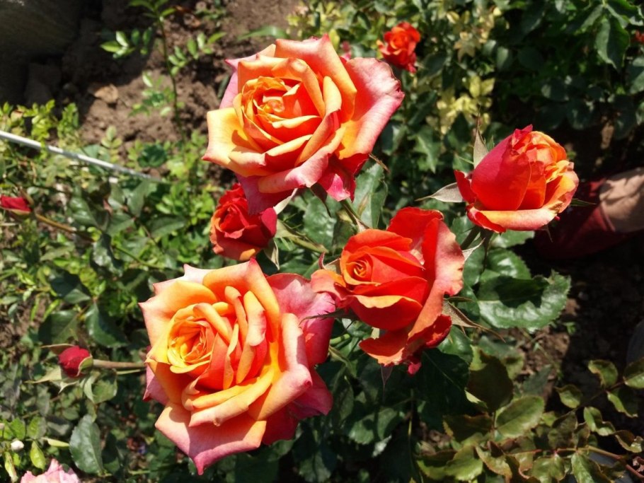 Френдшип роза чайно гибридная