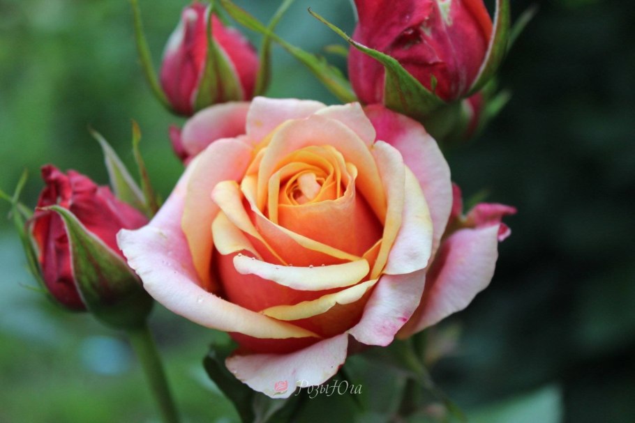 Роза чайно-гибридная черри бренди