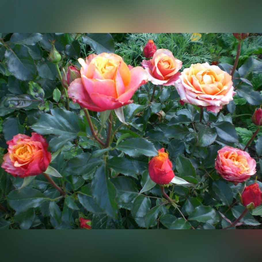 Роза черри бренди 85