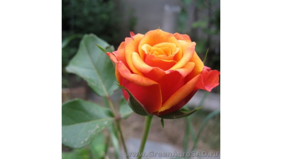 Роза черри лав