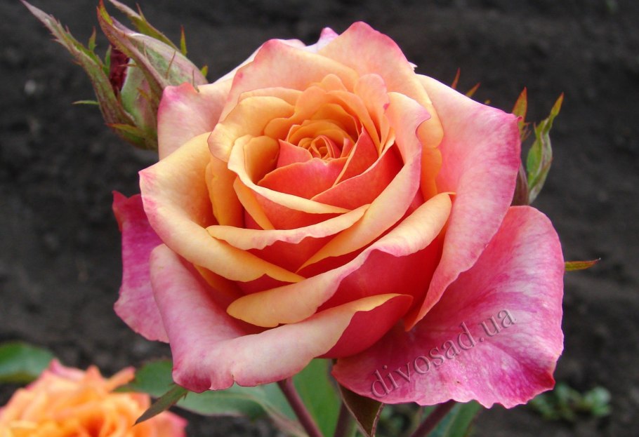 Роза Селена