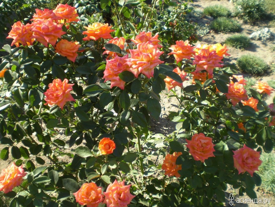 Роза черри бренди зимостойкость