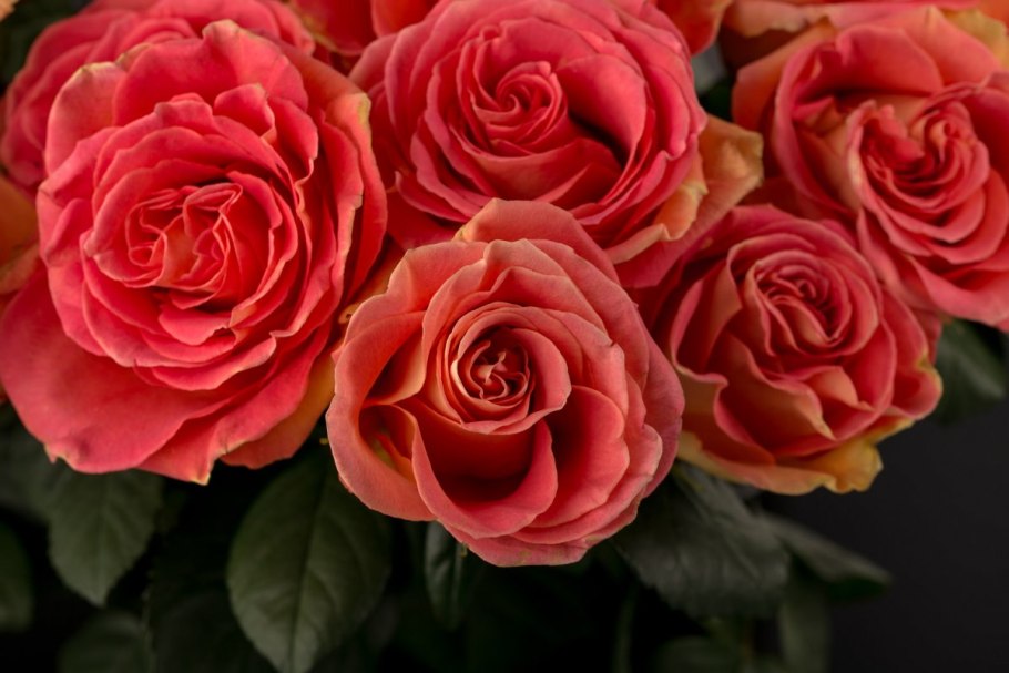 Роза чайно-гибридная черри бренди