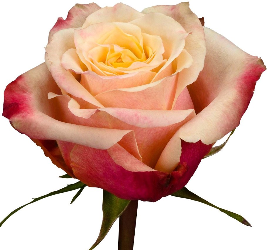 Роза чайно-гибридная черри бренди