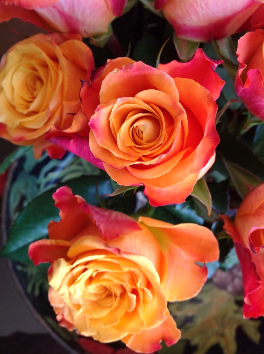 Роза Эквадор Cherry Brandy