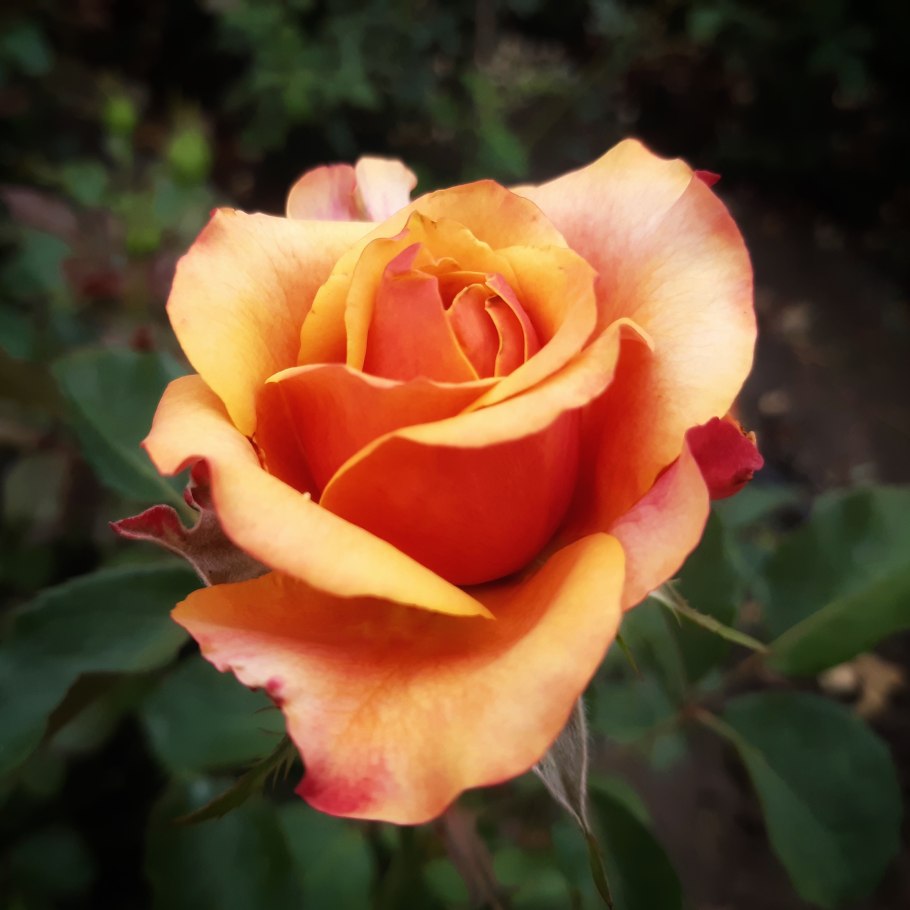 Роза черри бренди чайно гибридная