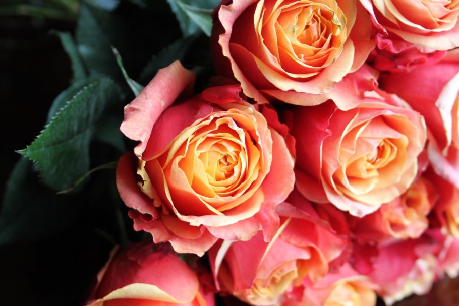 Роза черри бренди Тантау