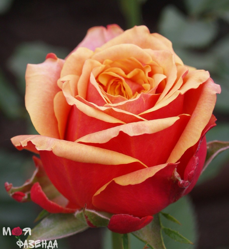 Роза флорибунда черри бренди