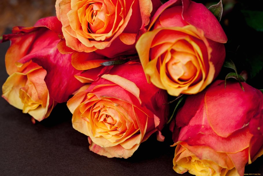 Роза чайно-гибридная черри бренди