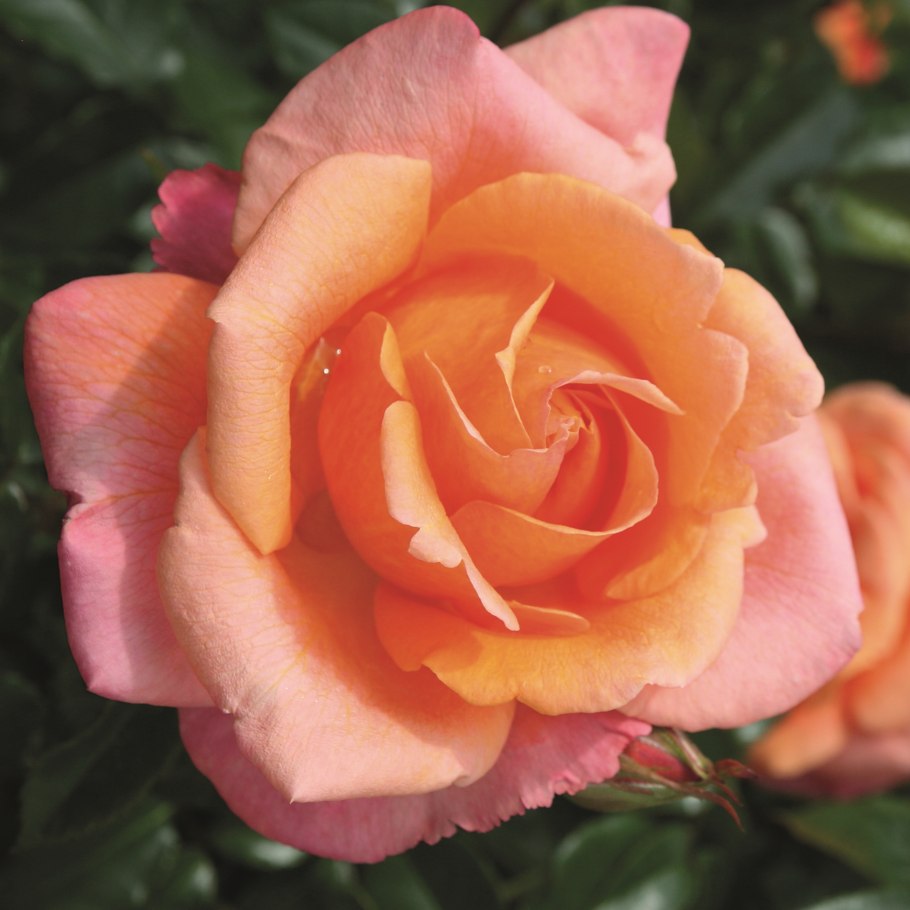 Роза черри Хеопс