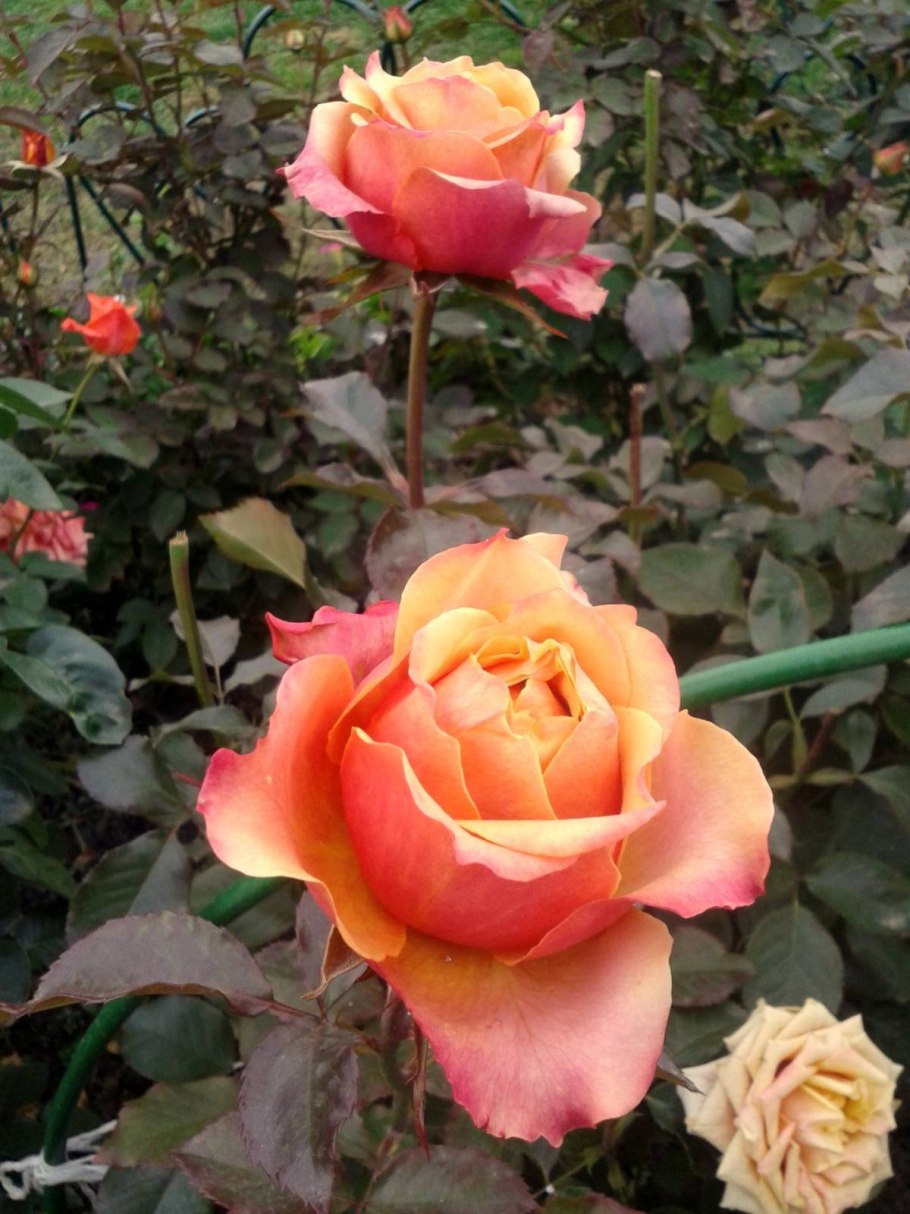 Роза черри Роуз