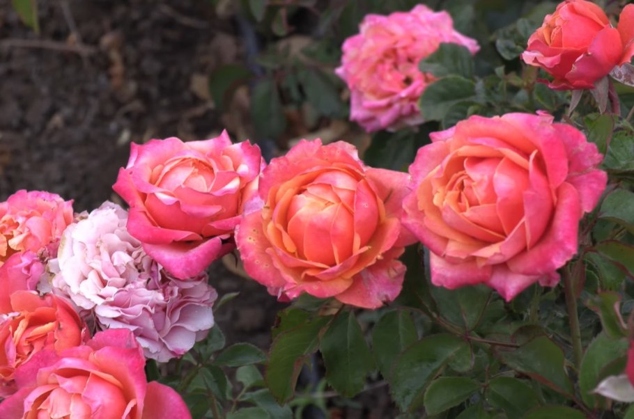 Роза чайно-гибридная "Cherry"