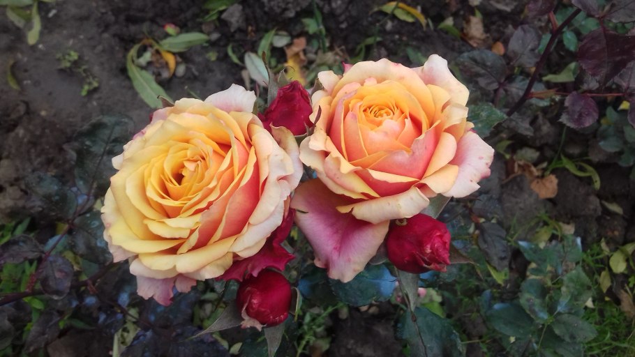 Роза чайно-гибридная Cherry Brandy