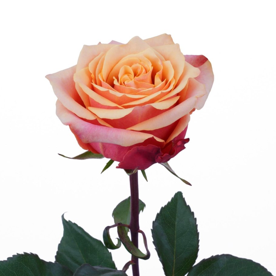 Роза Эквадор черри бренди