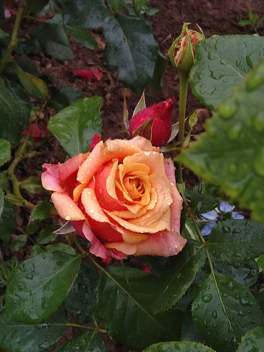 Роза Джульетта черри