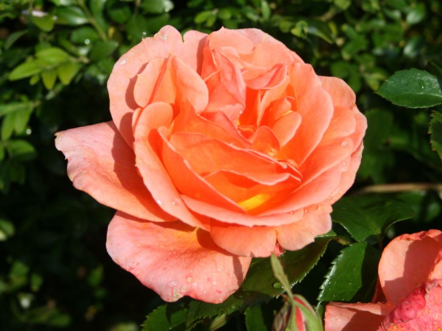 Роза чайно-гибридная черри бренди