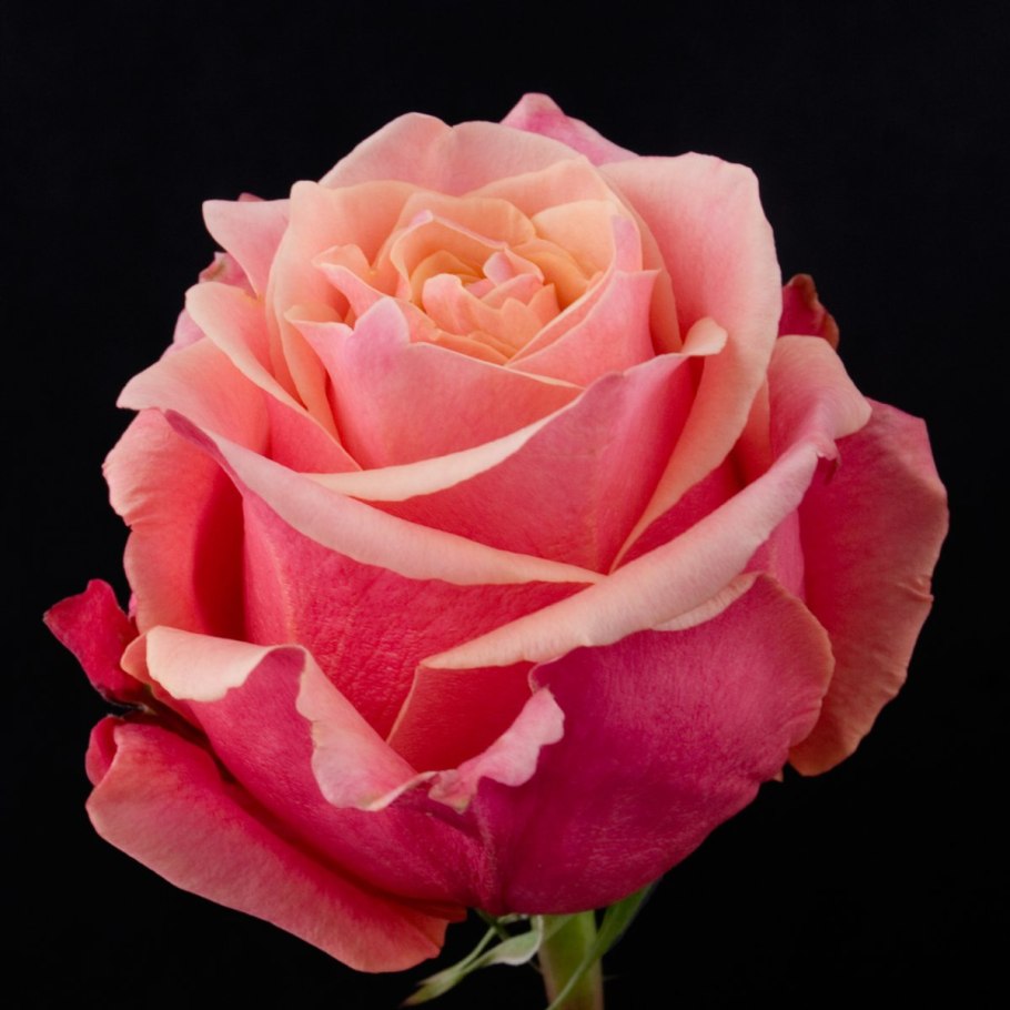 Роза чайно-гибридная черри о