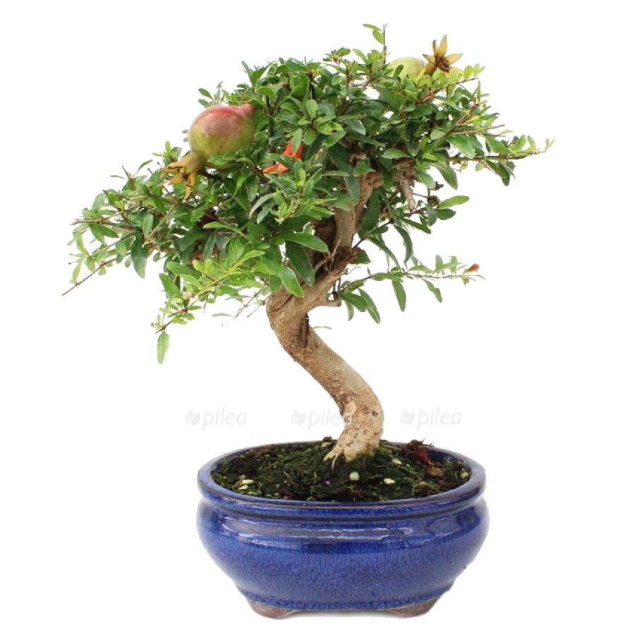 Бонсай гранат