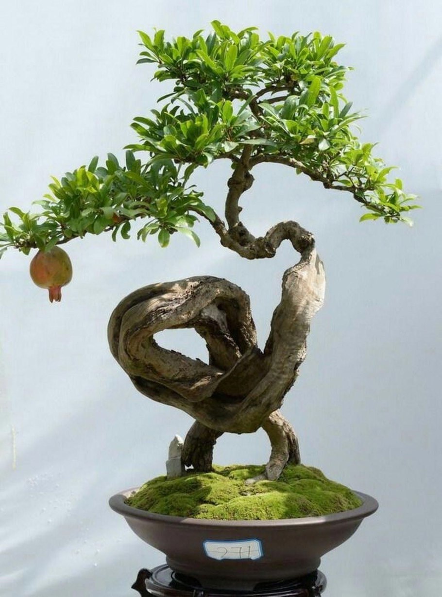 Гранат Карфаген бонсай