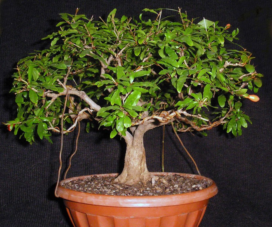 Бонсай гранат