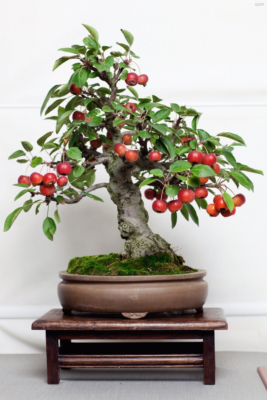 Карликовый гранат бейби