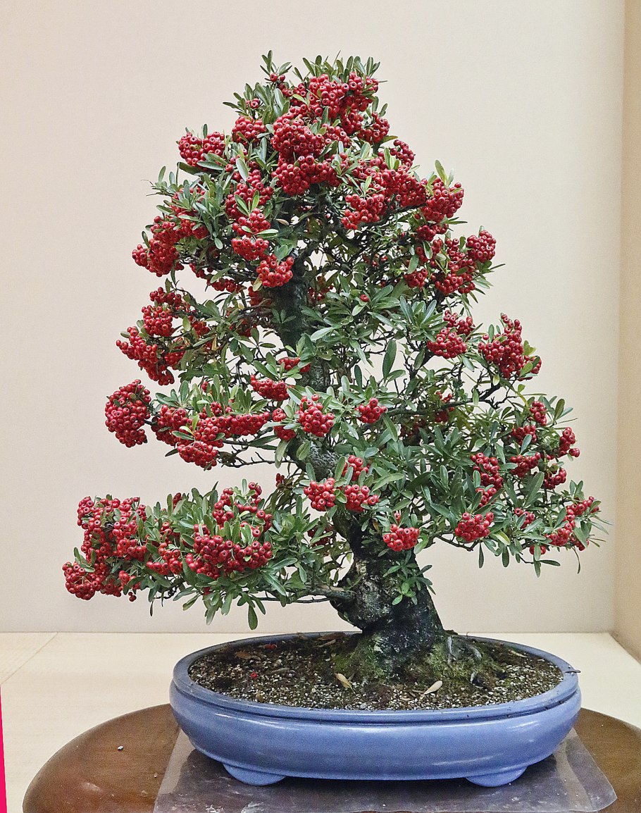 Гранат карликовый (Punica granatum Nana)