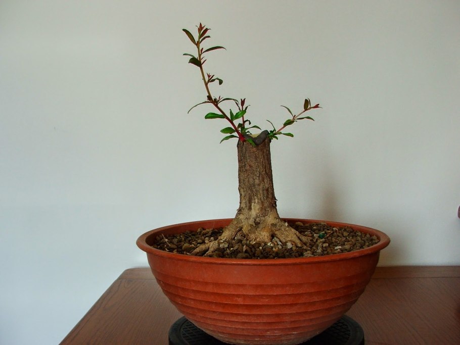 Карликовый гранат бонсай