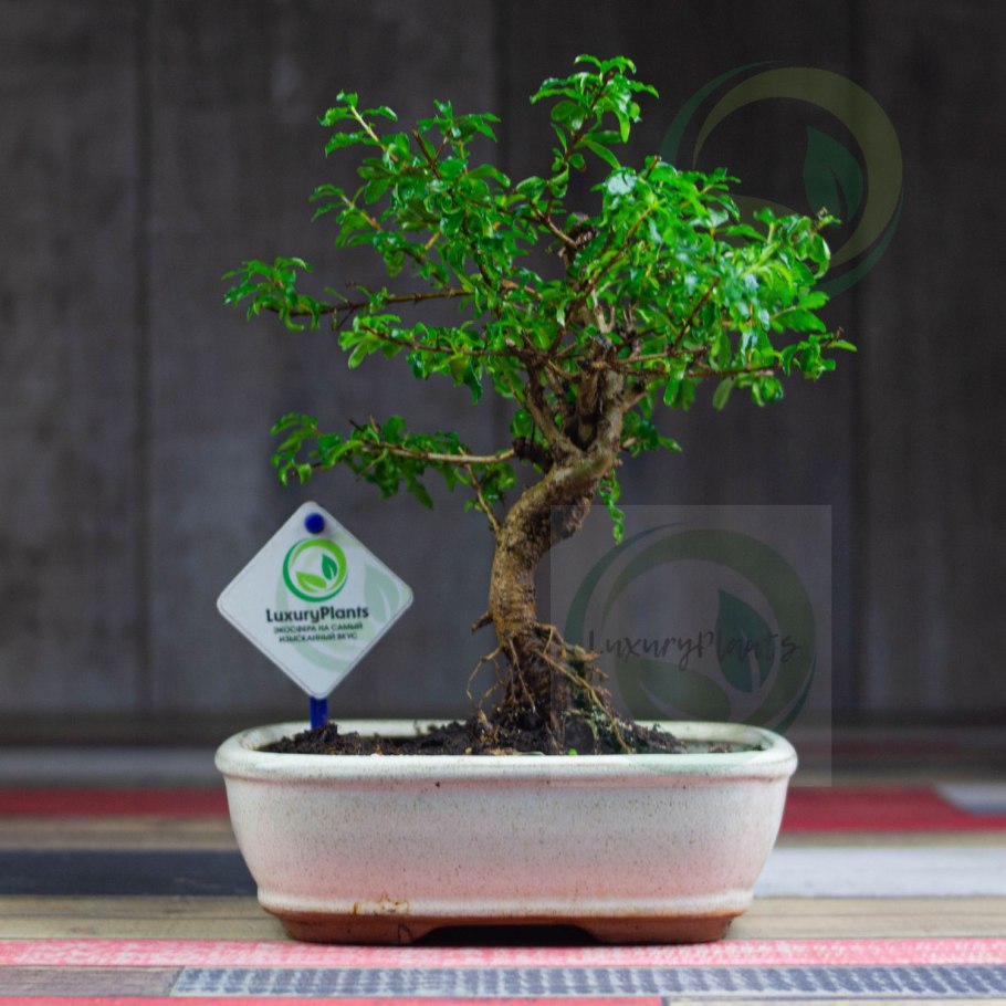 Гранат карликовый (Punica granatum Nana)