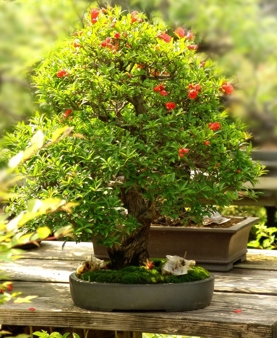 Кизильник бонсай
