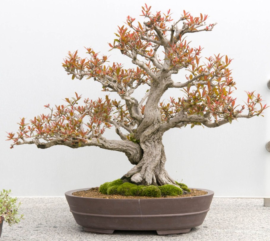 Гранат Карфаген бонсай