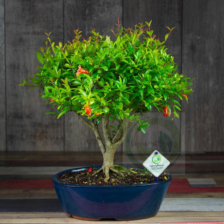 Карликовый гранат бонсай