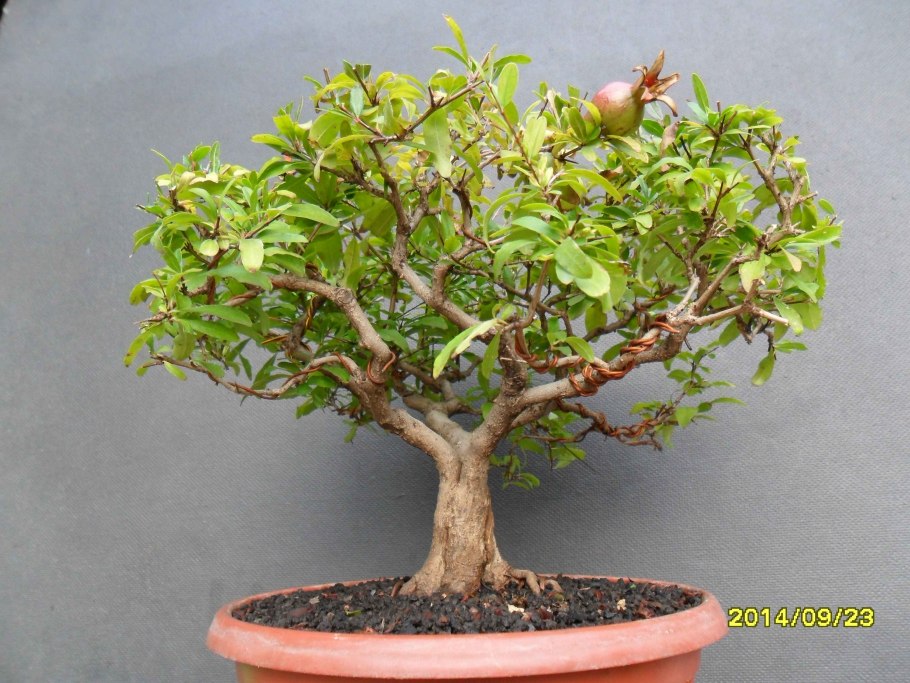 Бонсай гранат