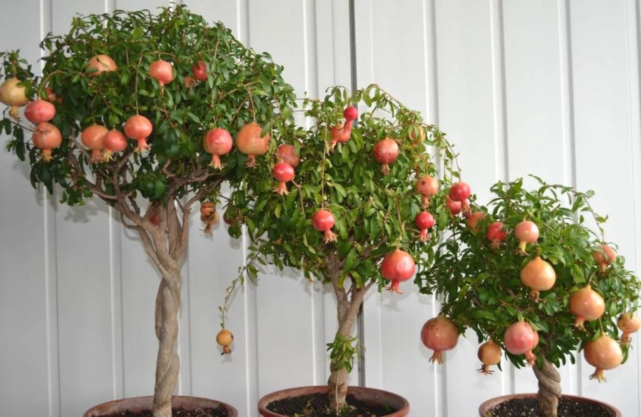 Комнатный гранат Нана