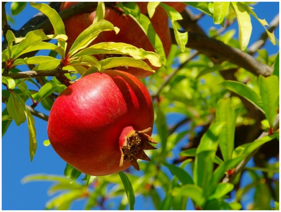 Гранат обыкновенный