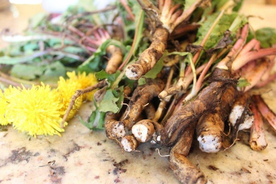 Dandelion root - корень одуванчика