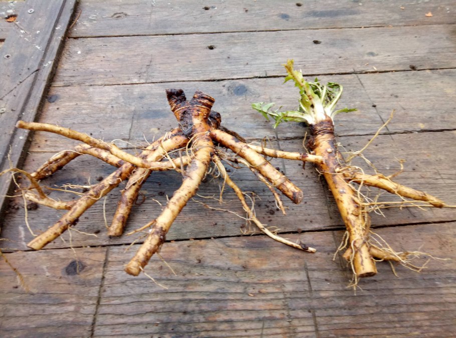 Корни одуванчика ЛРС